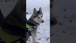 Snow Trek || Zoey’s Day out                       #shorts #snow #husky #dog #viral #shortvideo