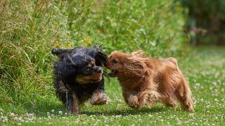 "Cocker Spaniel vs Great Dane: A Comparison of Size and Temperament"