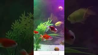 Aquatic Serenity: Soothing Fish Tank Sounds for Relaxation