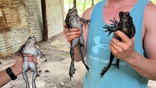 Saving The Lives Of Three Trapped Bullfrogs!! 