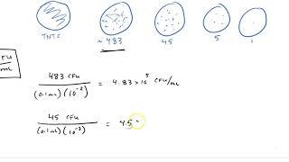 Dilutions and CFU calculations