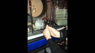 Treat Time for the Chins