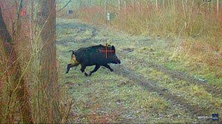 We got 17 wild boars in 2 days. How to hunt wild boar in Serbia with dogs