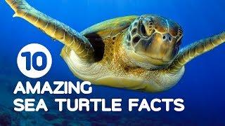 10 Amazing Sea Turtle Facts