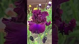 #iris #perennial #plants #garden #nature #flowers #floriculture #beautiful #botany #цветы #ирис #сад