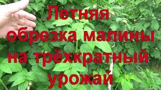 17. МАЛИНА по методу Соболева. Часть 2 - летняя обрезка малины, чтобы ее было очень много!