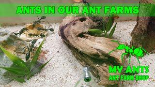 Ants in our ant farms/formicarium for ants/nest for ants