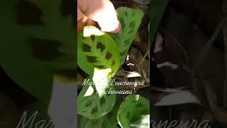 Calathea Varieties: Calathea rabbit track, #shorts