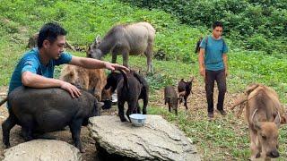 Pigs, calves and goats help a man transport a precious medicinal plant.