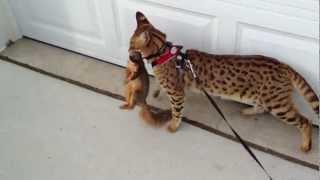 F1 Savannah Cat and Squirrel