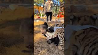 OMG!!!Tiger Cub VS Bear Cub  #tigercub  #tiger #kitten #foryou #cute #kitty #zoo #adorable