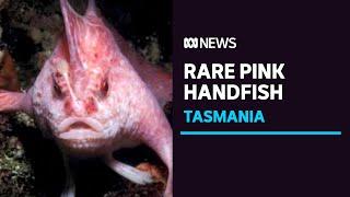 Rare pink handfish spotted for first time in 22 years, off coast of Tasmania | ABC News