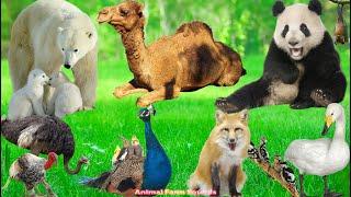 Amazing Animals: Panda, Camel, Peacock, Swan, Turkey, Ostrich, Polar Bear, Fox - Animal Sounds