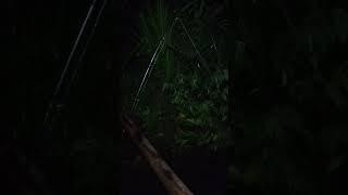 Mancing Sidat/Julit Malam Hari #shorts @jungwischannel