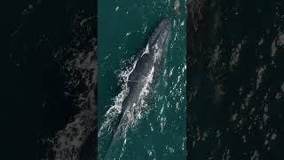 Humpback whale swimming with Sea lions