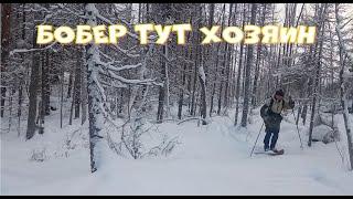 бобер тут хозяин