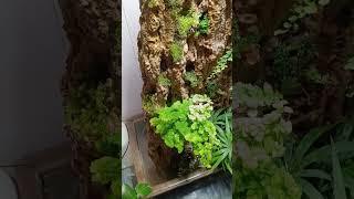 #florarium #paludarium #florariumplants #террариум #палюдариум #флорариум #флорариумплантс