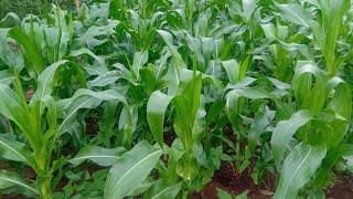 PREPARING OUR KITCHEN GARDEN# Village life during rain season