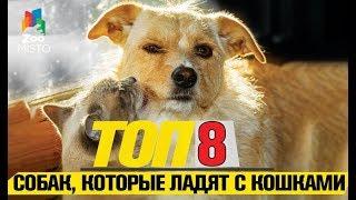 Топ 8 собак, которые любят кошек |Top 8 dogs that love cats