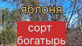 Яблоня сорт Богатырь