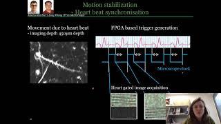 Lina Streich: "High-resolution deep brain imaging using adaptive optics three-photon microscopy"