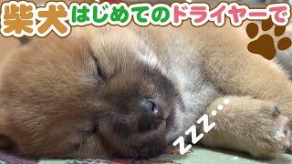 【350万回再生突破！】秋田犬・柴犬・北海道犬  大人気！！  世界で暮らす日本犬たち 【柴犬まとめ動画】