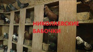 НИКОЛАЕВСКИЕ ГОЛУБИ /pigeons/ БАБОЧКА / ГОЛУБЯТНЯ ВОВЫ КЕРЧЕНСКОГО  (4) +7(978) 820 81 45