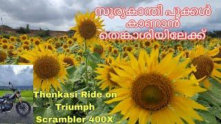 സൂര്യകാന്തി പൂക്കൾ കാണാൻ തെങ്കാശിയിലേക്....Bike ride to thenkasi thirumalai kovil& sambavarvadakarai