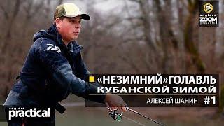 "Незимний" голавль кубанской зимой. Алексей Шанин. Часть 1. Anglers Practical