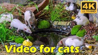 Catflix Presents: Hide & Seek with Tiny Mice – A Kitty’s Dream!