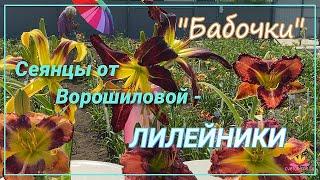 Бабочки и гиганты - сеянцы лилейников Ворошиловой / Сад Ворошиловой