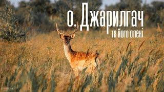 Острів Джарилгач та його олені - дикі тварини Херсонщини