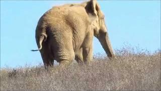 AFRICAN ELEPHANTS: Maggie, Lulu and Mara