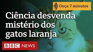 Como cientistas finalmente resolveram mistério da existência de gatos laranjas