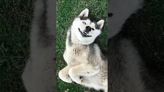 Normal dogs vs Huskies#shorts #dog #doglover #dogs