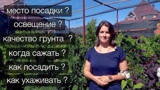 Как выбрать место для туи? Какая почва подойдет? Агротехника туи западной