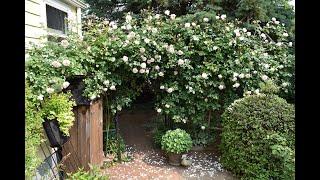 My Organic Fertilizer Routine Through the Seasons (What Really Works)