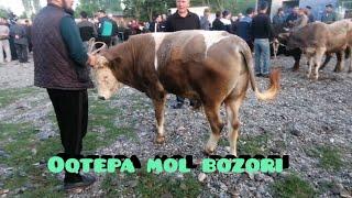 Andijon viloyati oltinko'l tumani Oqtepa mol bozori 27 04 2024 boqma buqalar