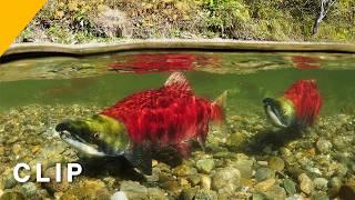 The Life Cycle of Pacific Salmon | Fascinating Nature Explained