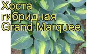 Хоста гибридная Гранд Маркю. Краткий обзор, описание характеристик hosta hybrida Grand Marquee