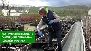 Как правильно посадить саженцы из питомника на своём участке?