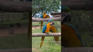 Blue-and-yellow Macaws : A Synchronized Wing-Flapping Concert (Arara Canindé)