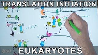 Translation Initiation in Eukaryotes