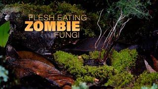 Flesh eating zombie fungi - with Stephen Axford and Catherine Marciniak