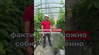 Про саженцы голубики