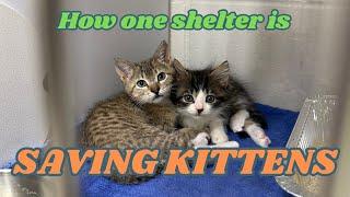 Inside a Kitten Shelter Program