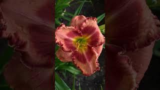 Fox Hunter #flowers #floriculture #plants #perennial #garden #hemerocallis #daylily #лилейник