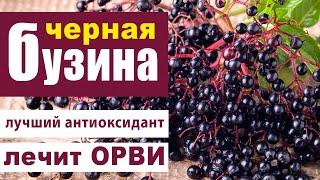 Бузина чёрная (Sambucus nigra) - самый эффективный комплекс антиоксидантов