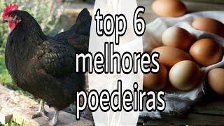 Top 6 das melhores galinhas poedeiras