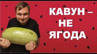 КАВУНИ: найбільший, найдорожчий та найсмачніший. ДЕГУСТАЦІЯ УСІХ КАВУНІВ КИЄВА